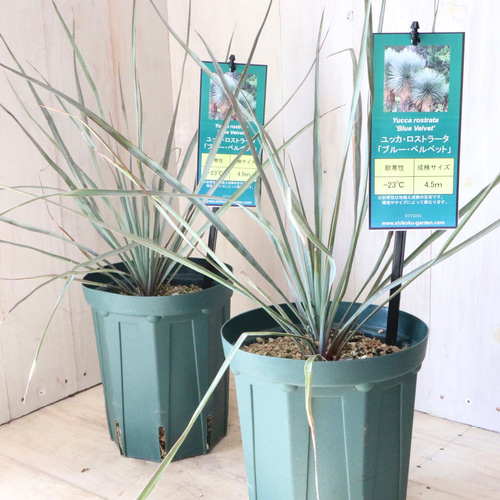 ユッカ　ロストラータ【18-250】ミニサイズ　シルバーブルー ユッカ ロストラータ【18-250】ミニサイズ シルバーブルー