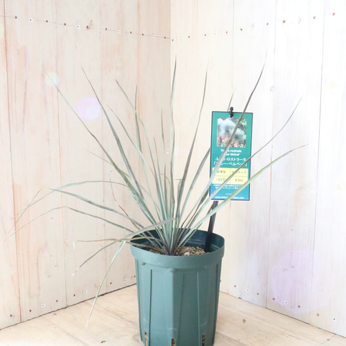 希少♡ユッカ♡ロストラータ♡ブルーベルベット♡1鉢♡ アート