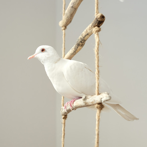 流木ラダー｜鳥のおもちゃ 7枚目の画像