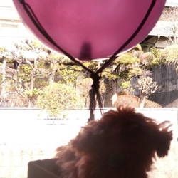 気球とワンちゃん 2枚目の画像
