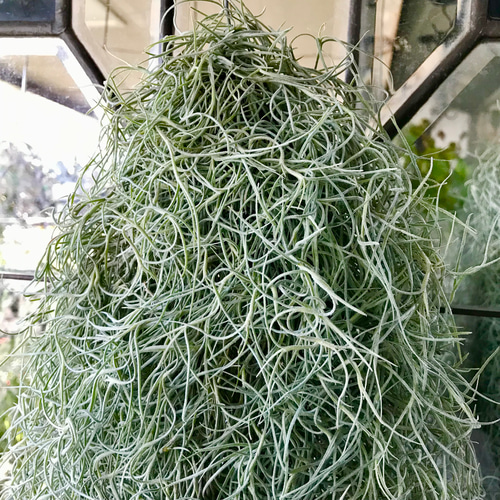 ボリュームあり チランジア エアープランツ ウスネオイデス