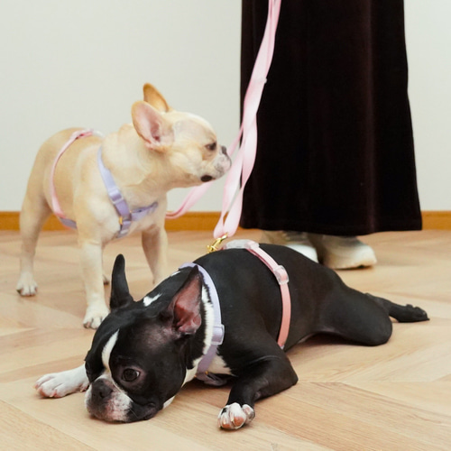 ハーネス / ピンク＆パープル / 犬の首輪/ 小型犬・中型犬 / ボストン