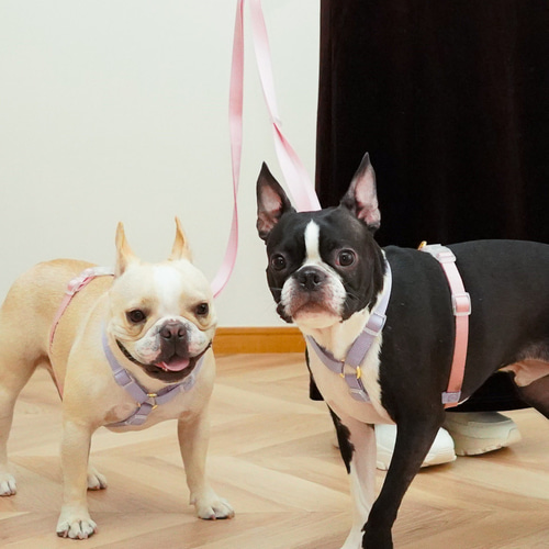 ハーネス / ピンク＆パープル / 犬の首輪/ 小型犬・中型犬 / ボストン