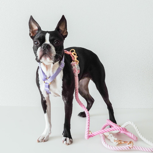 ハーネス / ピンク＆パープル / 犬の首輪/ 小型犬・中型犬 / ボストン
