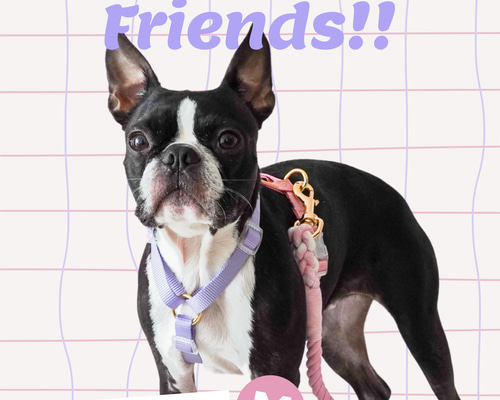ハーネス / ピンク＆パープル / 犬の首輪/ 小型犬・中型犬 / ボストン