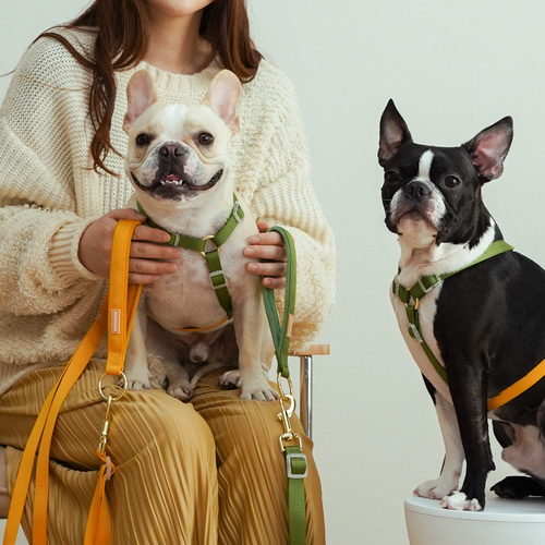 ハーネス / イエロー＆グリーン / 犬の首輪・散歩 / 小型犬・中型犬