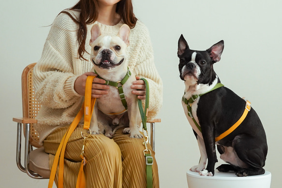 ハーネス / イエロー＆グリーン / 犬の首輪・散歩グッズ 2枚目の画像