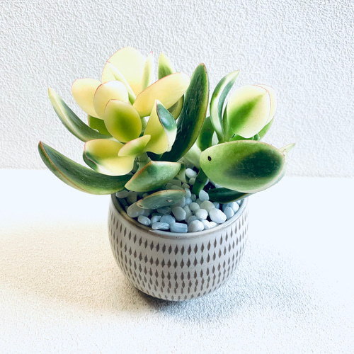 黄瓷輪花鉢 (未使用 新品同様) 黄瓷輪花鉢 (未使用 新品同様)