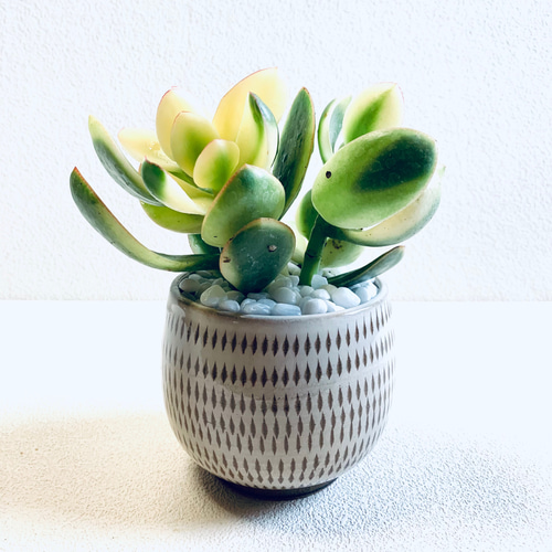 大きい❗️ 金のなる木 多肉植物 縁起物 8号 花月 陶器鉢 観葉植物