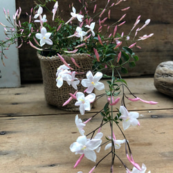 ハゴロモジャスミン♡3号♡真っ白な花♡ガーデニング♡観葉植物 12枚目の画像