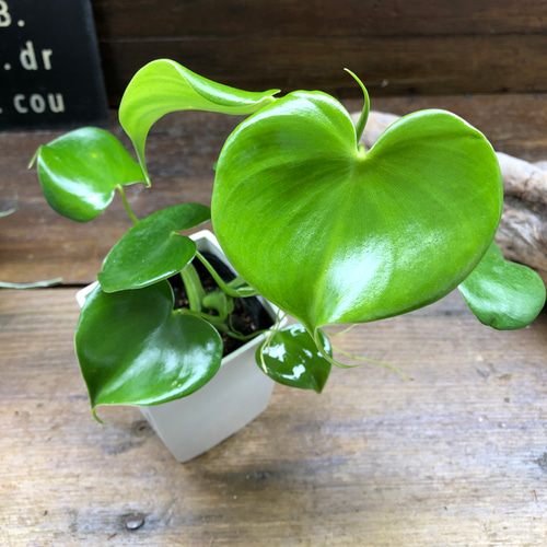 新しい ハオルチアコレクション・氷河inわけけのお店 わけけの 多肉植物 冷却用品