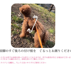 本革　犬用ハーネス　小型犬　レザーハーネス　優しいつけ心地 5枚目の画像