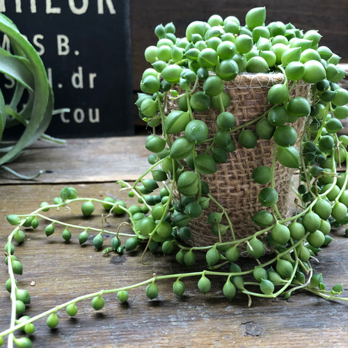 グリーンネックレス♡垂れ下がり♡可愛い多肉植物♡ アートフラワー