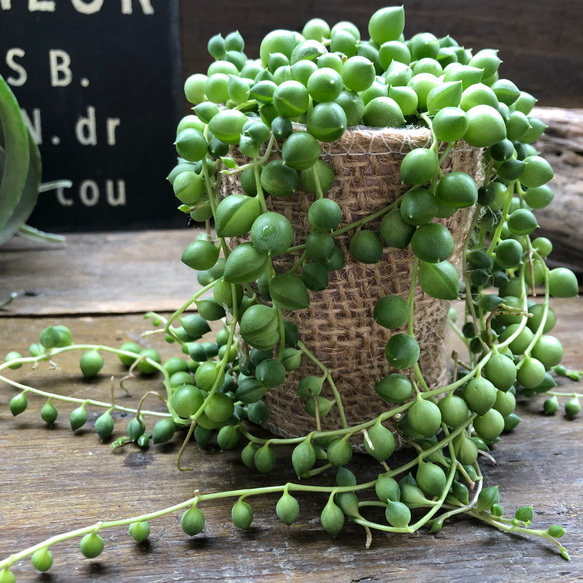 グリーンネックレス♡垂れ下がり♡可愛い多肉植物♡ アートフラワー