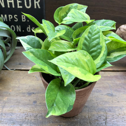 ポトスエメラルド♡限定品♡超希少♡観葉植物 アートフラワー パリ