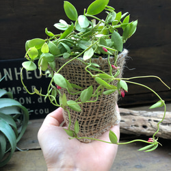 カンガルーポケット♡ディスキディア♡観葉植物♡インテリア♡ガーデニング 17枚目の画像