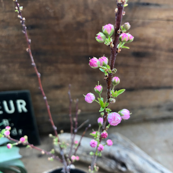ニワザクラ♡ピンクの八重咲き♡春♡庭ザクラ♡ガーデニング♡可愛い 6枚目の画像