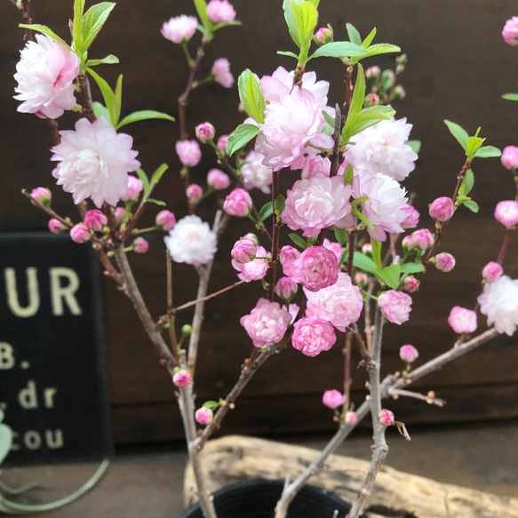 ニワザクラ♡ピンクの八重咲き♡春♡庭ザクラ♡ガーデニング♡可愛い 4枚目の画像