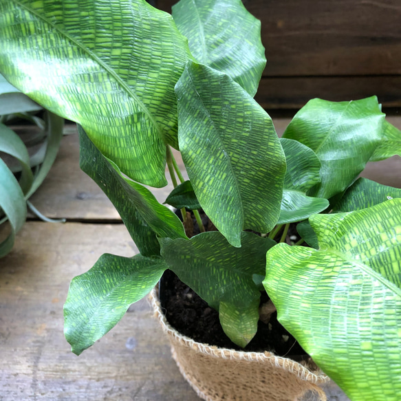 カラテア　ムサイカ♡幾何学模様♡自然模様♡観葉植物 9枚目の画像