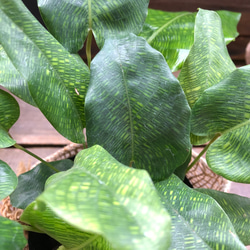 カラテア　ムサイカ♡幾何学模様♡自然模様♡観葉植物 4枚目の画像