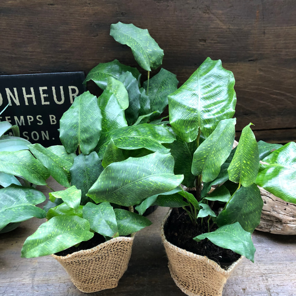 カラテア　ムサイカ♡幾何学模様♡自然模様♡観葉植物 8枚目の画像