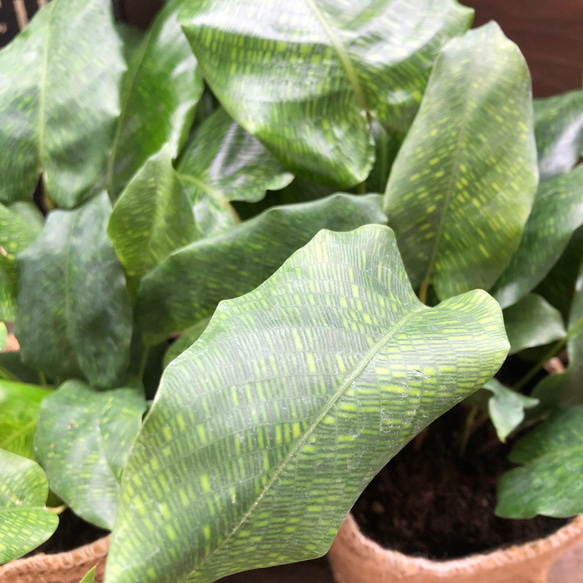 カラテア　ムサイカ♡幾何学模様♡自然模様♡観葉植物 14枚目の画像