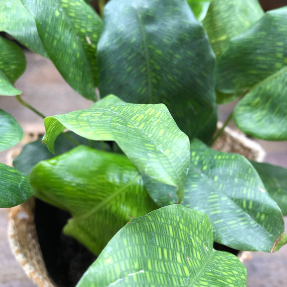 カラテア　ムサイカ♡幾何学模様♡自然模様♡観葉植物 12枚目の画像