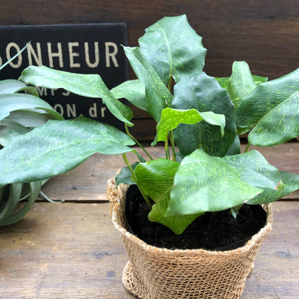 カラテア　ムサイカ♡幾何学模様♡自然模様♡観葉植物 2枚目の画像