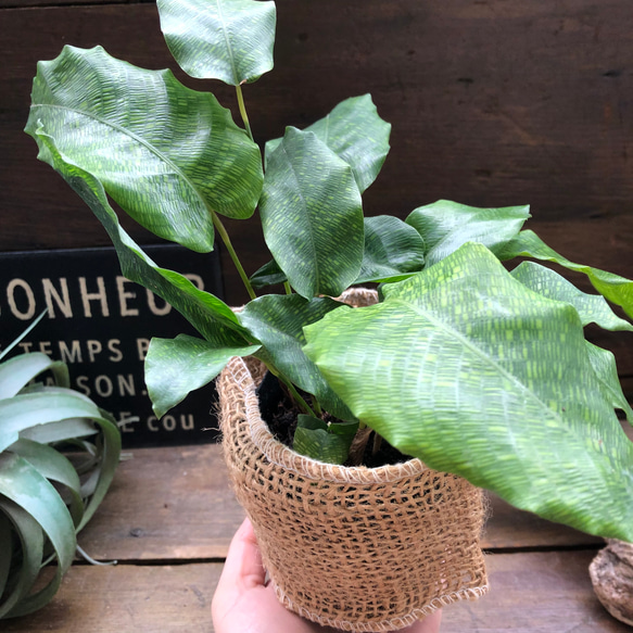 カラテア　ムサイカ♡幾何学模様♡自然模様♡観葉植物 3枚目の画像