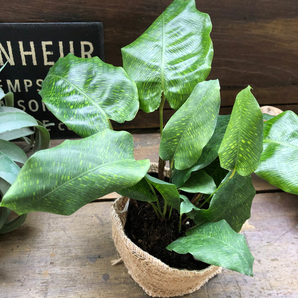 カラテア　ムサイカ♡幾何学模様♡自然模様♡観葉植物 17枚目の画像