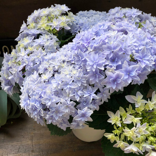 切花　紫陽花　ダズル　1本　サムライ2本 ダブルダッチ♡エダム♡ブルー♡八重咲き希少♡アジサイ♡紫陽花