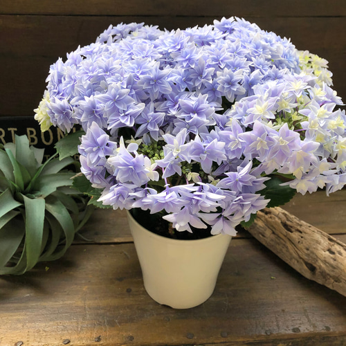 ダブルダッチ♡エダム♡ブルー♡八重咲き希少♡アジサイ♡紫陽花 人