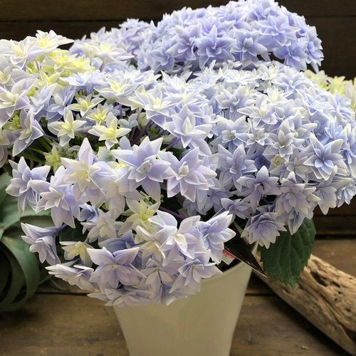 ダブルダッチ♡エダム♡ブルー♡八重咲き希少♡アジサイ♡紫陽花