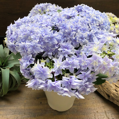 ダブルダッチ♡エダム♡ブルー♡八重咲き希少♡アジサイ♡紫陽花