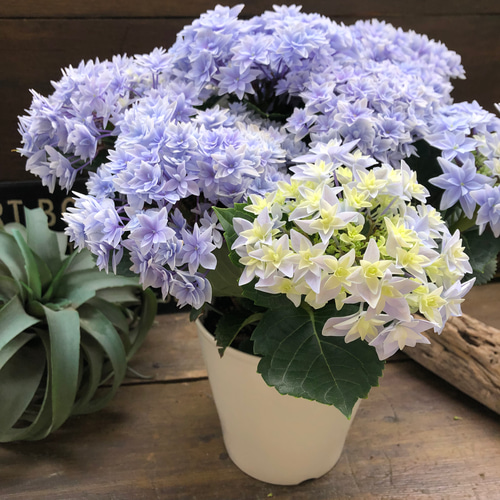 ダブルダッチ♡エダム♡ブルー♡八重咲き希少♡アジサイ♡紫陽花