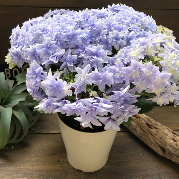 ダブルダッチ♡エダム♡ブルー♡八重咲き希少♡アジサイ♡紫陽花 人