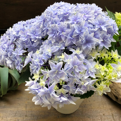 ダブルダッチ♡エダム♡ブルー♡八重咲き希少♡アジサイ♡紫陽花