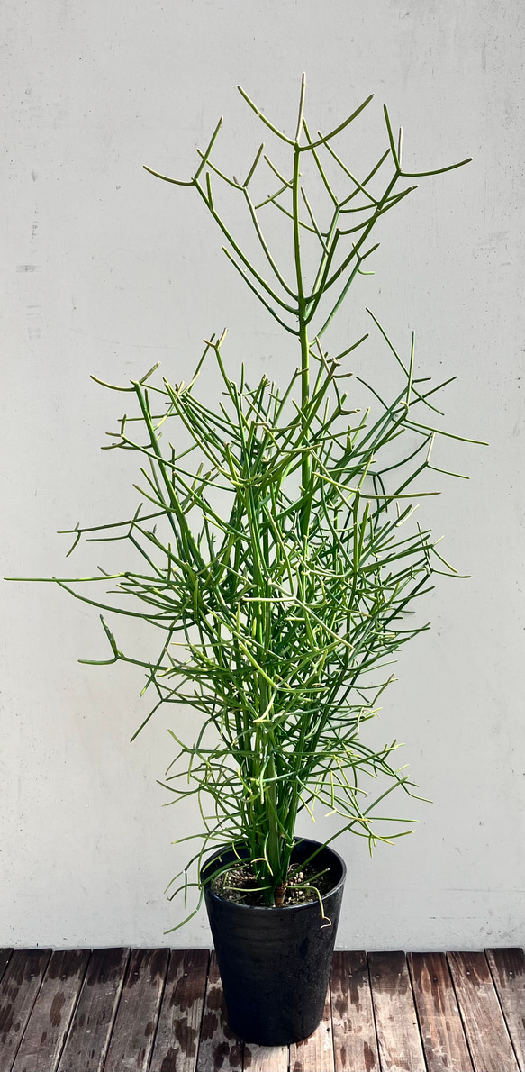 ミルクブッシュ大鉢♪インテリアグリーン♪観葉植物♪ アートフラワー