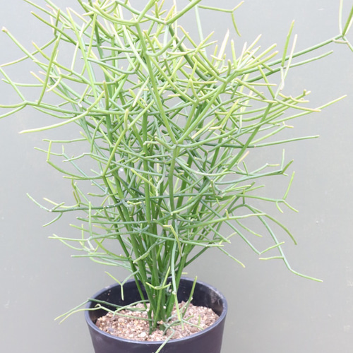 ミルクブッシュ大鉢♪インテリアグリーン♪観葉植物♪ アートフラワー