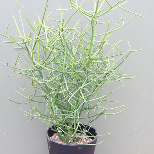 ミルクブッシュ大鉢♪インテリアグリーン♪観葉植物♪ アートフラワー