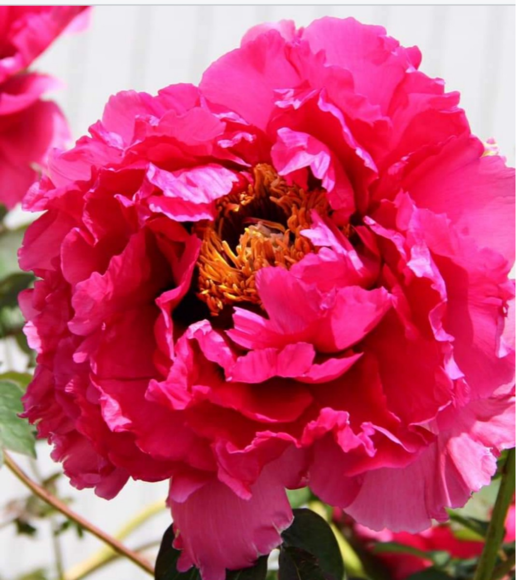 珍しい【シャントール】大根島花弁の紫斑がとても濃い葉っぱの小ぶりなスイス系日本生まれ 日本の牡丹とは違った雰囲気を持つ