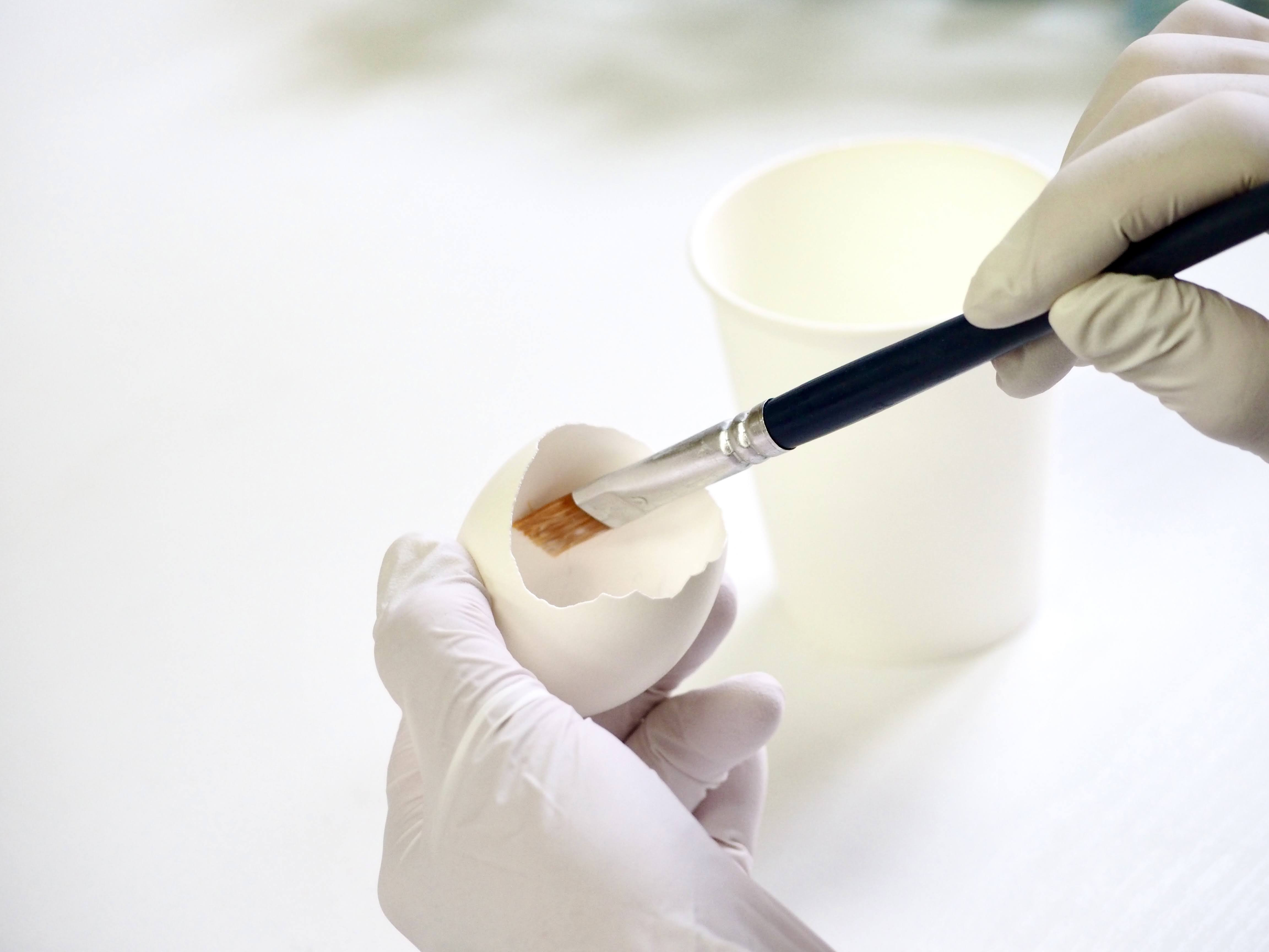 卵に眠る花の箱庭『春の野原/桜』