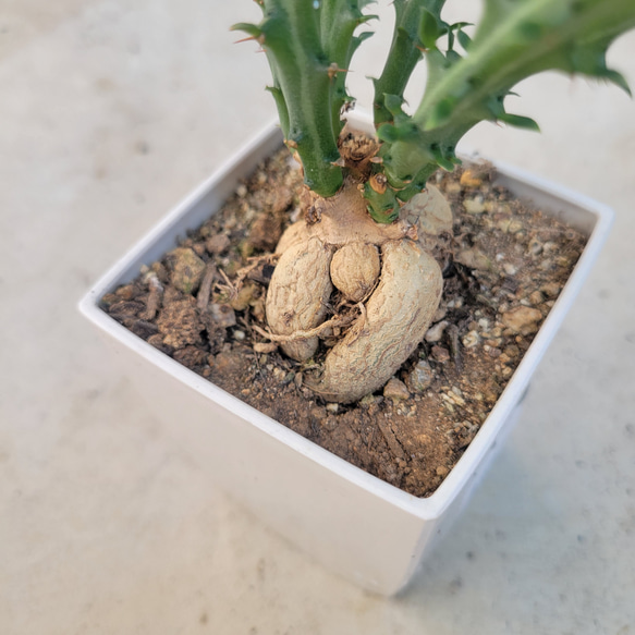 多肉植物❤ユーフォルビア❤クンチ❤抜き苗 4枚目の画像