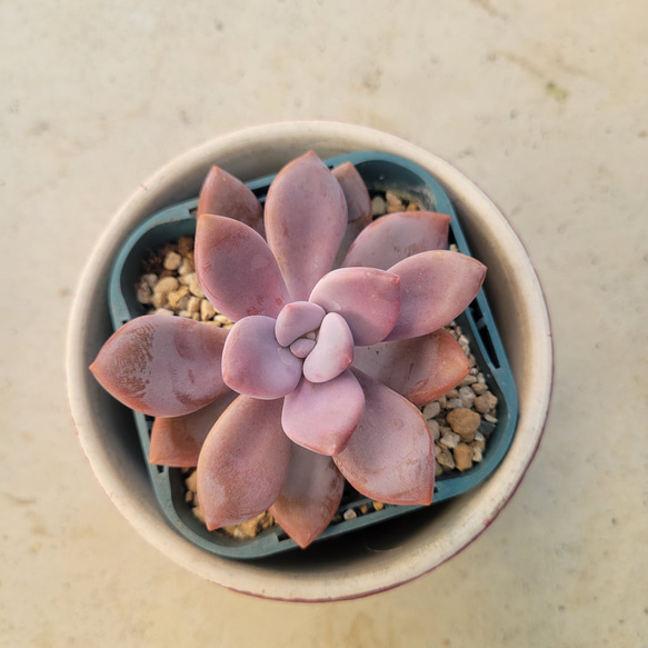 多肉植物❤ムラサキ❤抜き苗 3枚目の画像