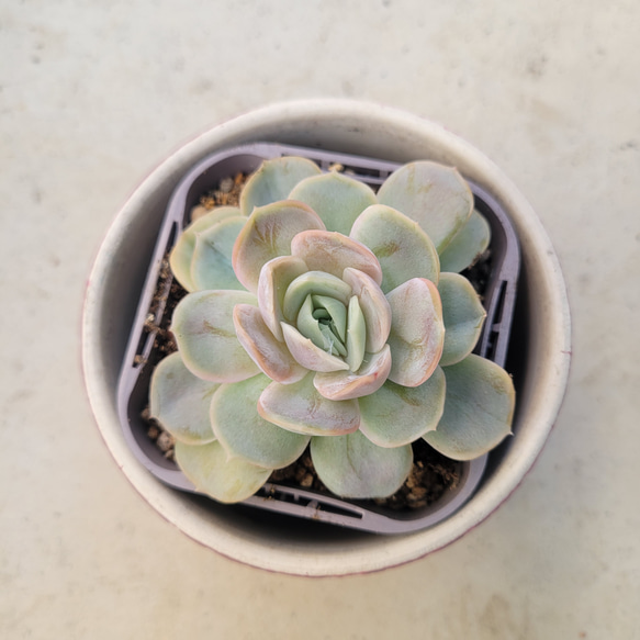 多肉植物❤ブルーサプライズ❤抜き苗 2枚目の画像