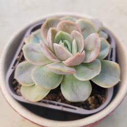 多肉植物❤ブルーサプライズ❤抜き苗 1枚目の画像