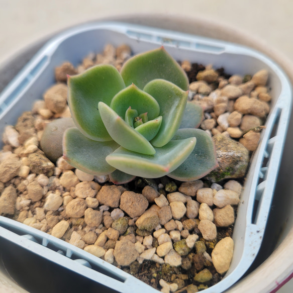 多肉植物❤リラシナ×アガボイデス❤抜き苗 1枚目の画像