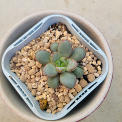 多肉植物❤アメトルム❤抜き苗 2枚目の画像