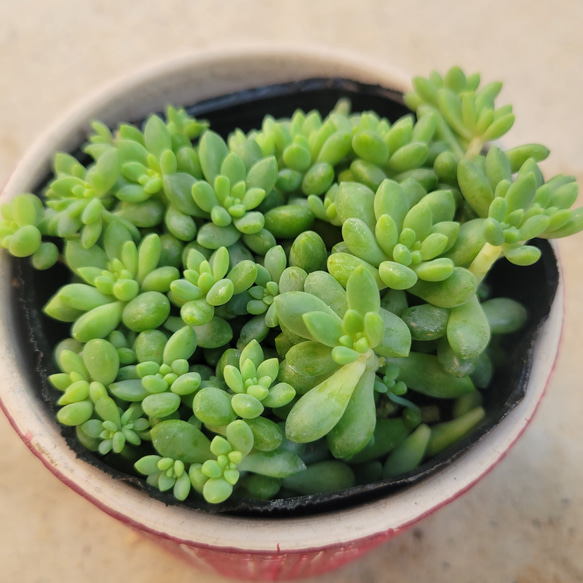 多肉植物❤ピンクベリー❤抜き苗