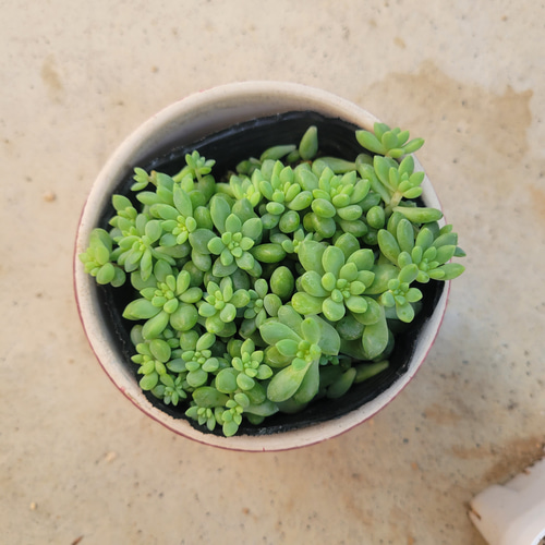 多肉植物❤ピンクベリー❤抜き苗 その他インテリア雑貨 ✰Pan✰ 通販 